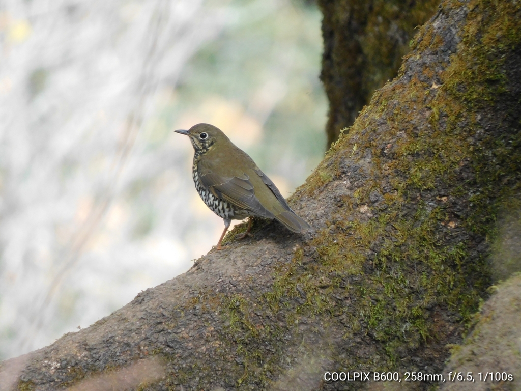 Alpine Thrush