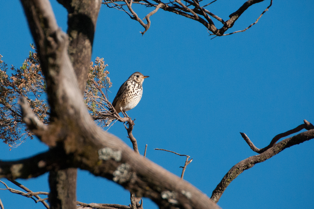 Ethiopian Thrush