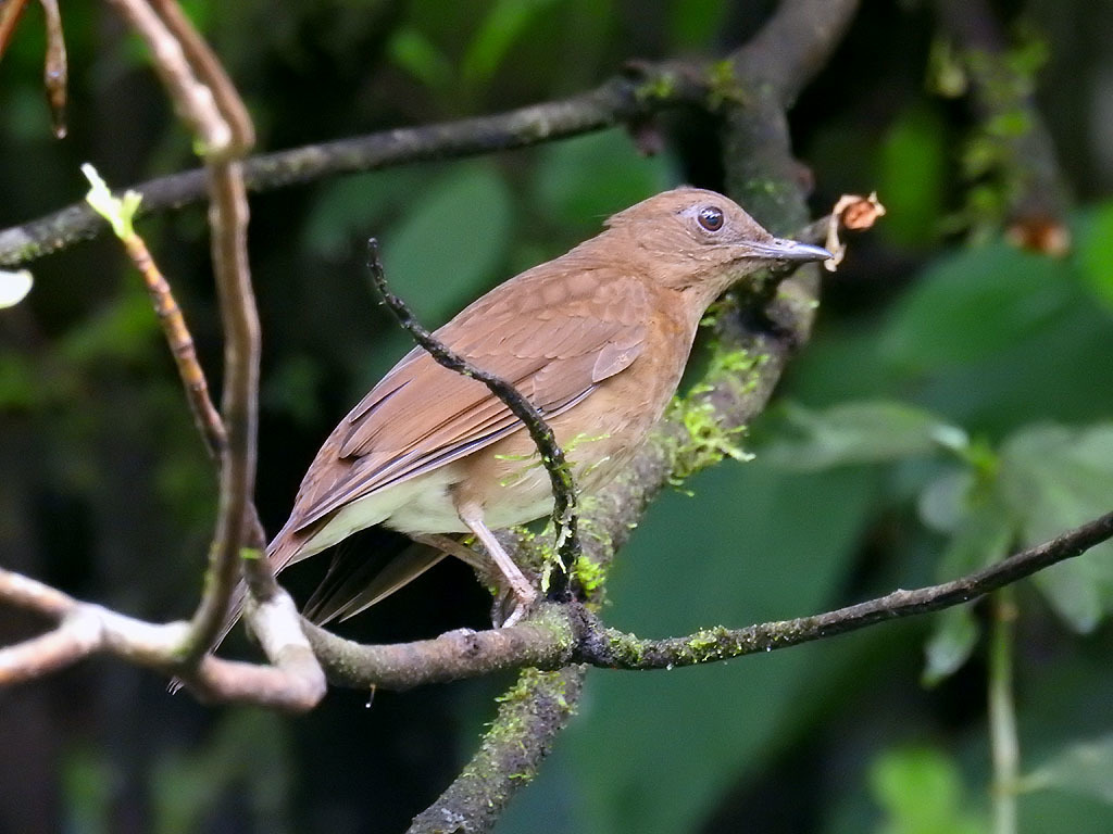 Pale-vented Thrush