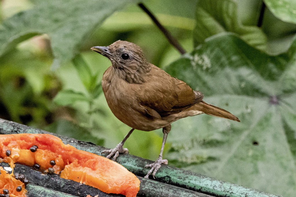 Cocoa Thrush