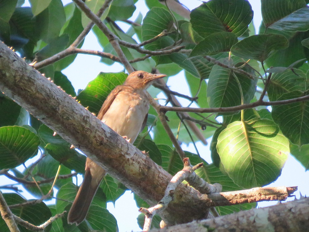 Hauxwell’s Thrush