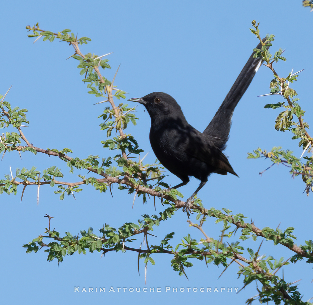 Black Scrub Robin