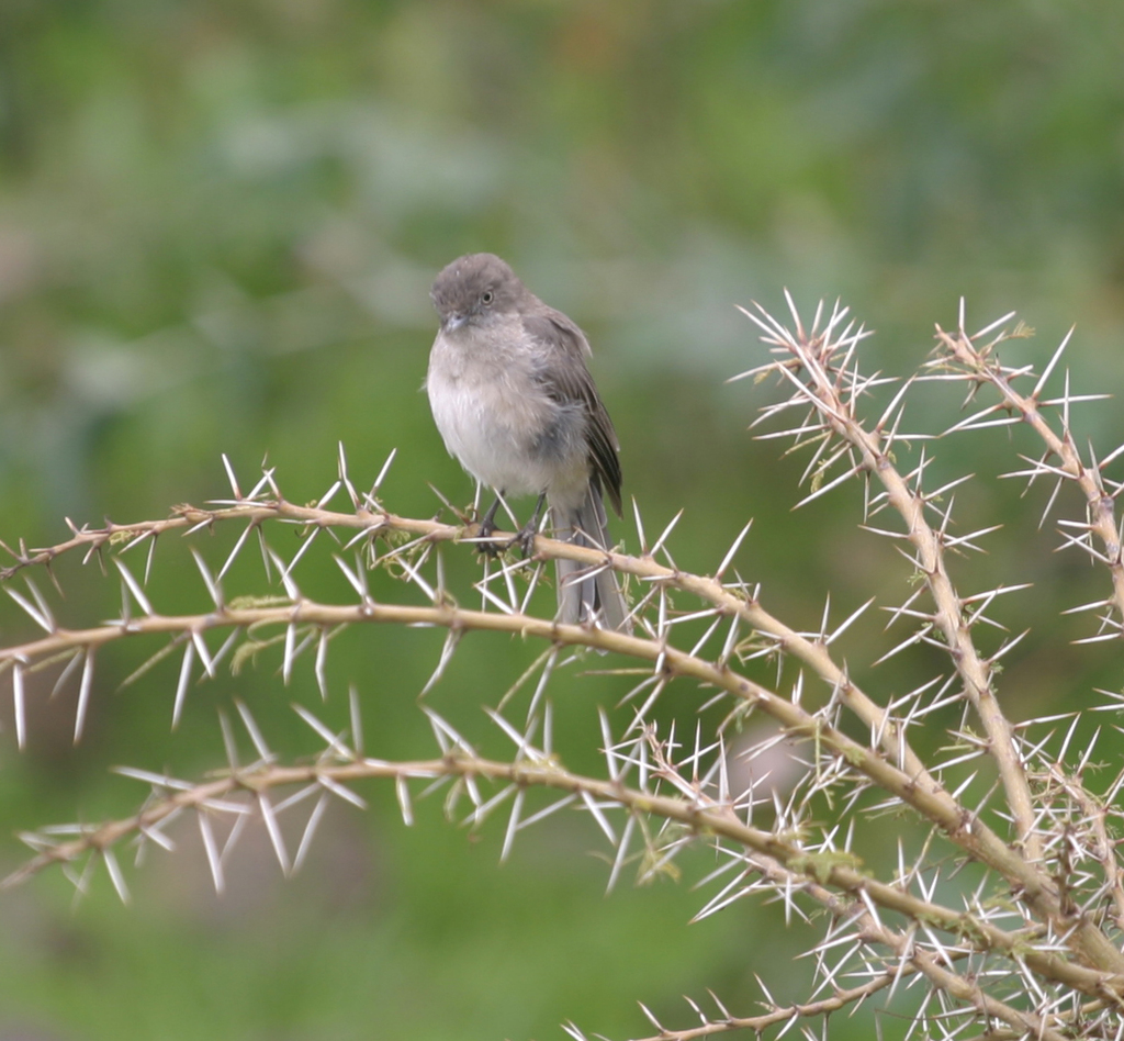 Abyssinian Slaty Flycatcher