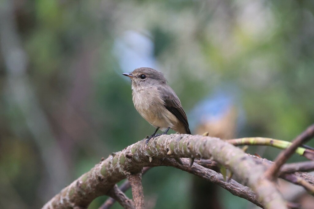 African Dusky Flycatcher