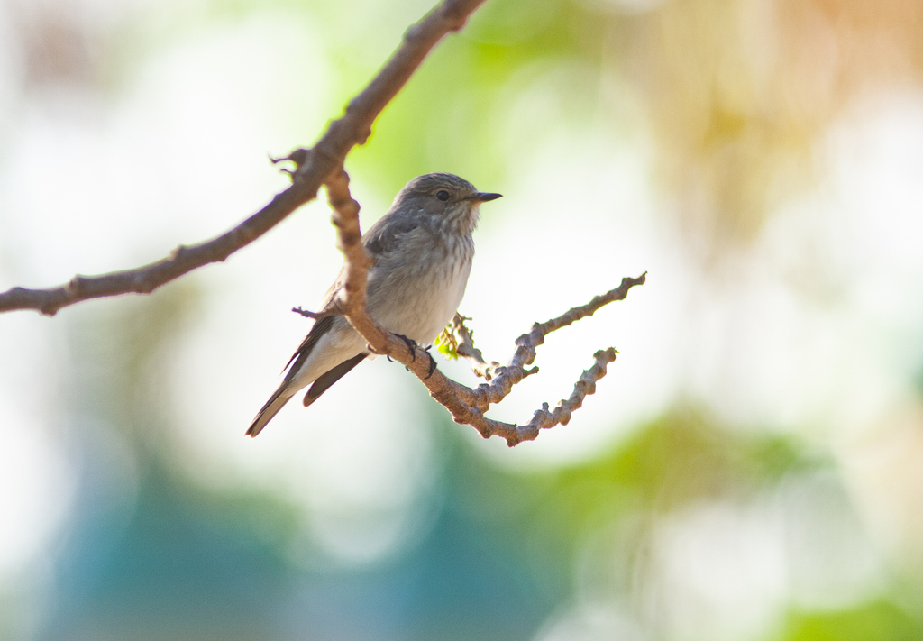 Spotted Flycatcher