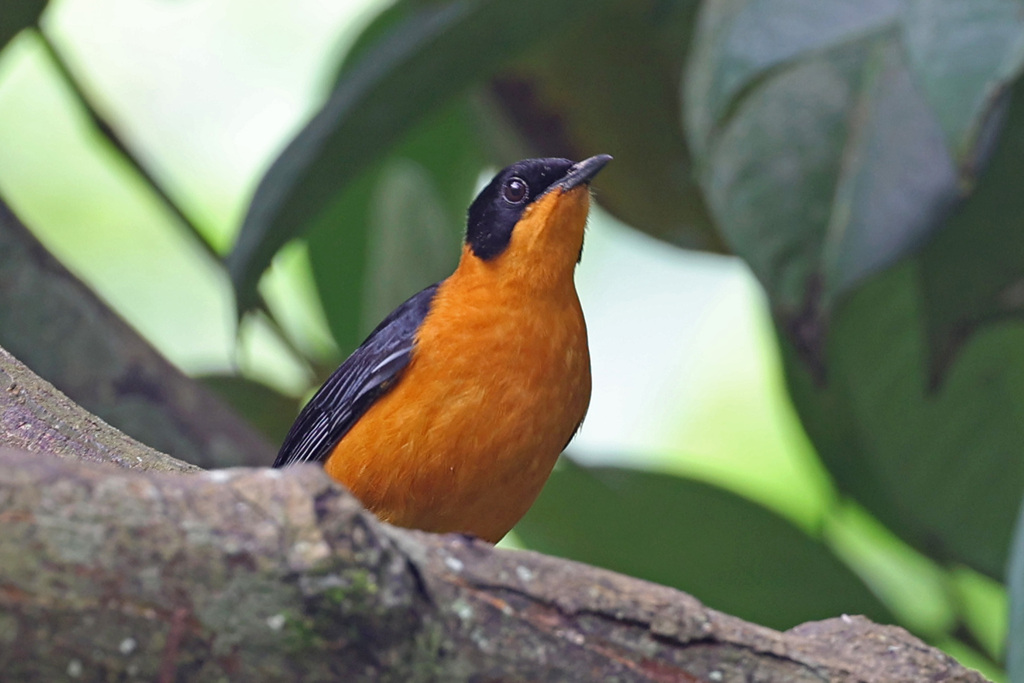 Snowy-crowned Robin-Chat