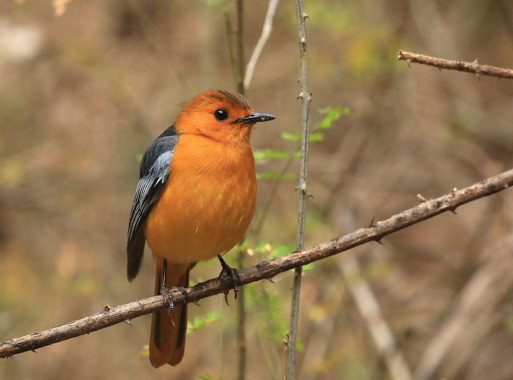 Red-capped Robin-Chat
