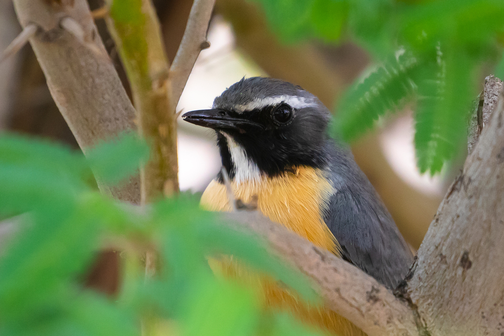 White-throated Robin