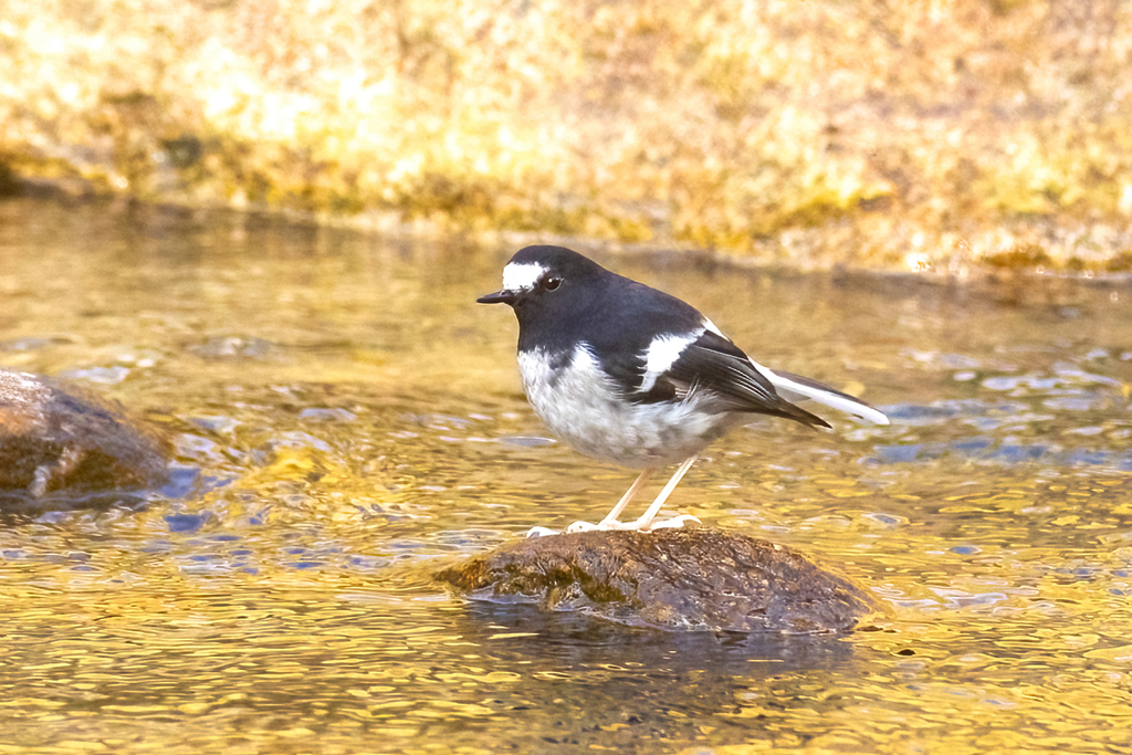 Little Forktail