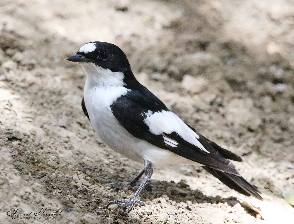 Atlas Pied Flycatcher