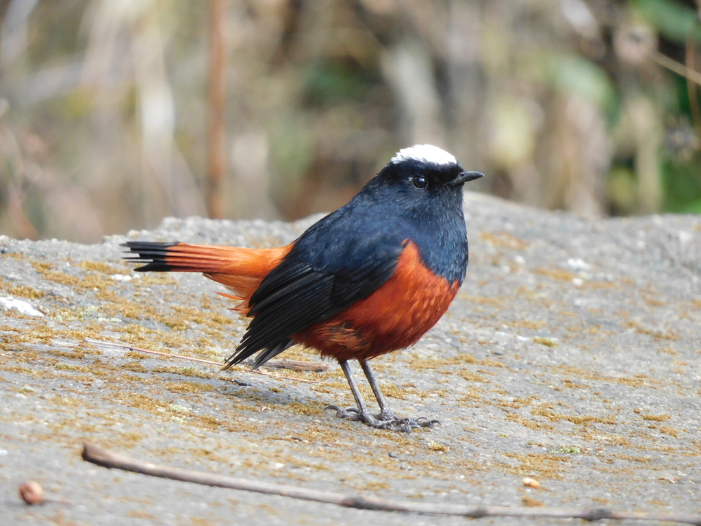 White-capped Redstart