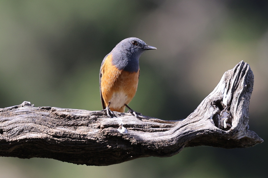 Little Rock Thrush