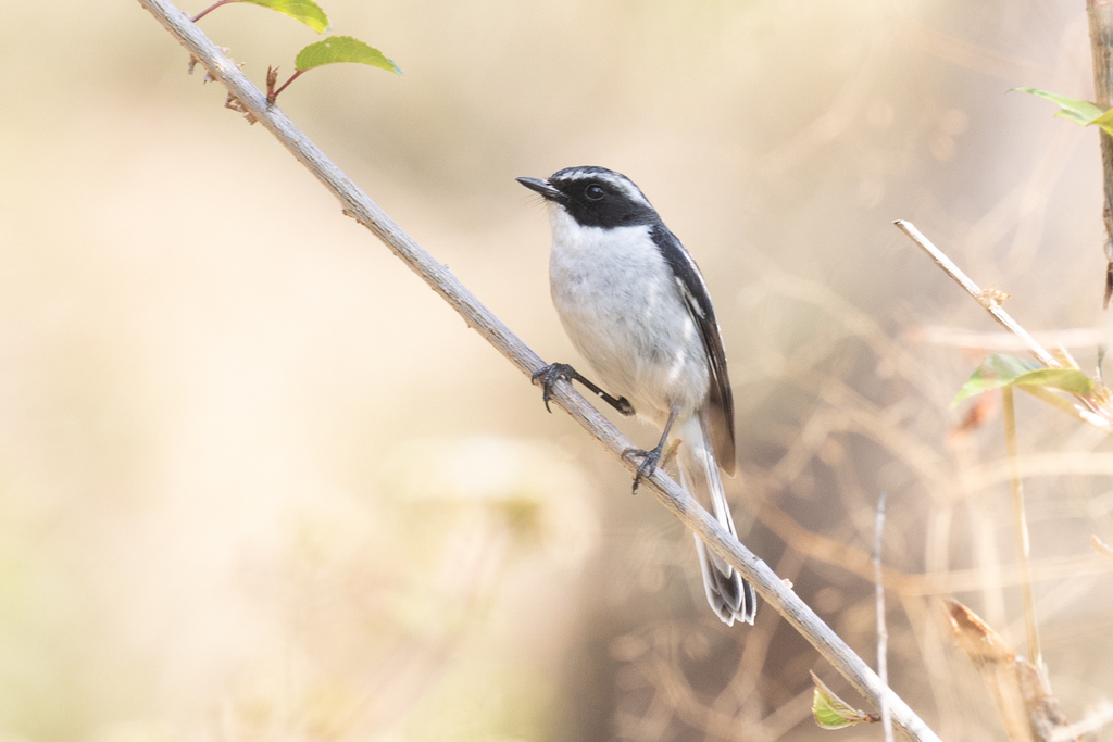 Grey Bush Chat