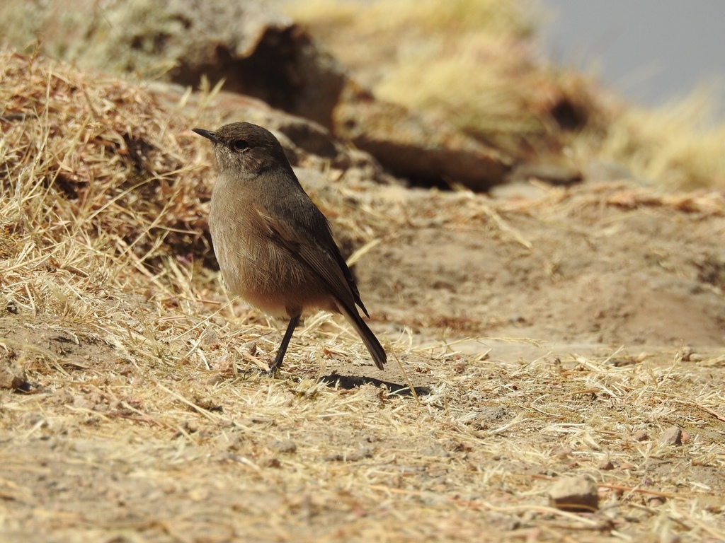 Moorland Chat