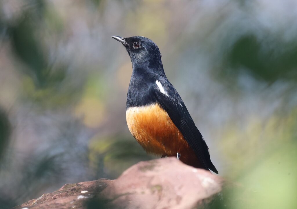 Mocking Cliff Chat