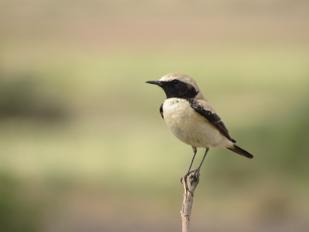 Desert Wheatear