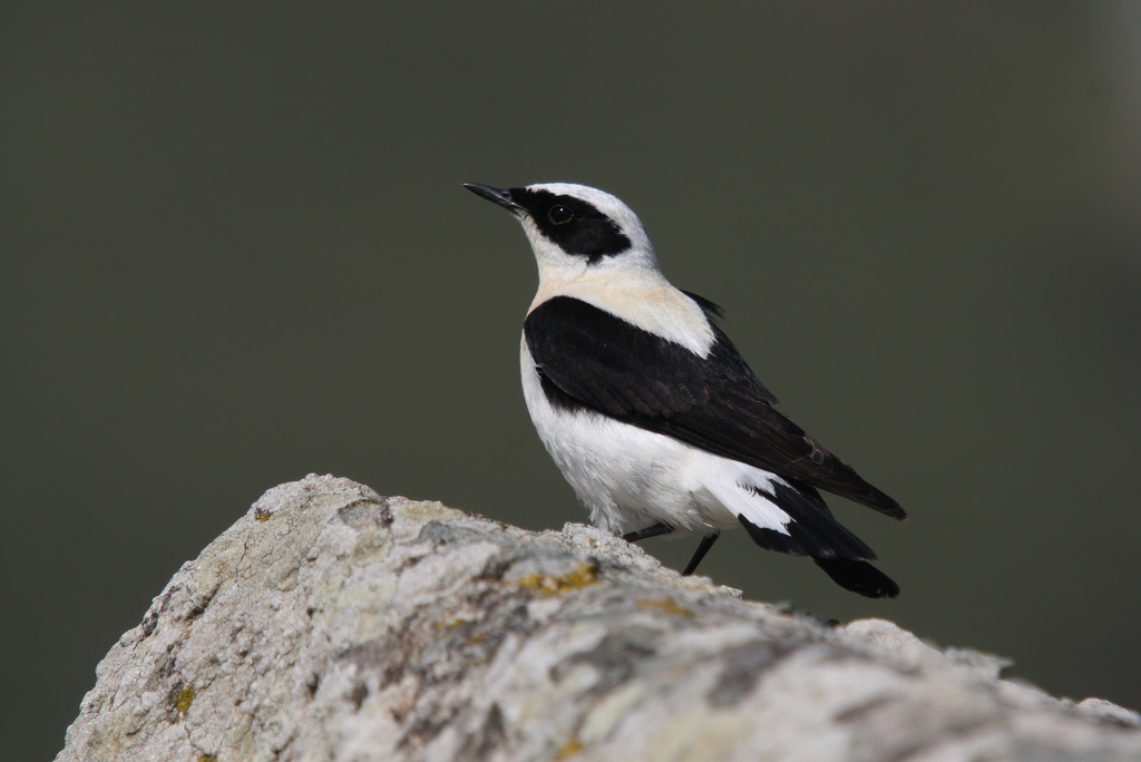 Eastern Black-eared Wheatear