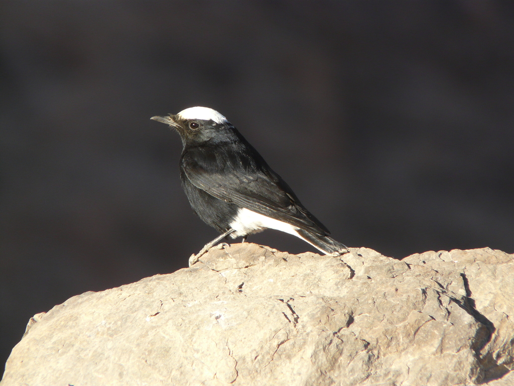 White-crowned Wheatear