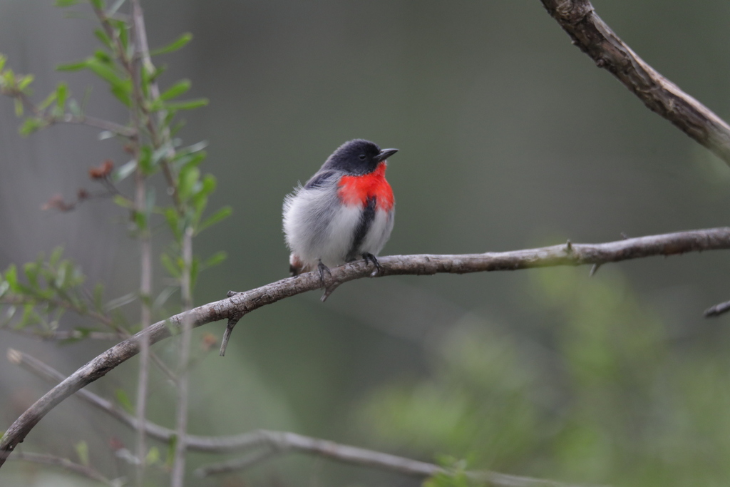 Mistletoebird
