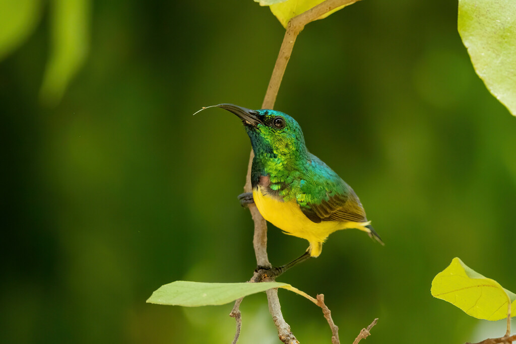 Collared Sunbird