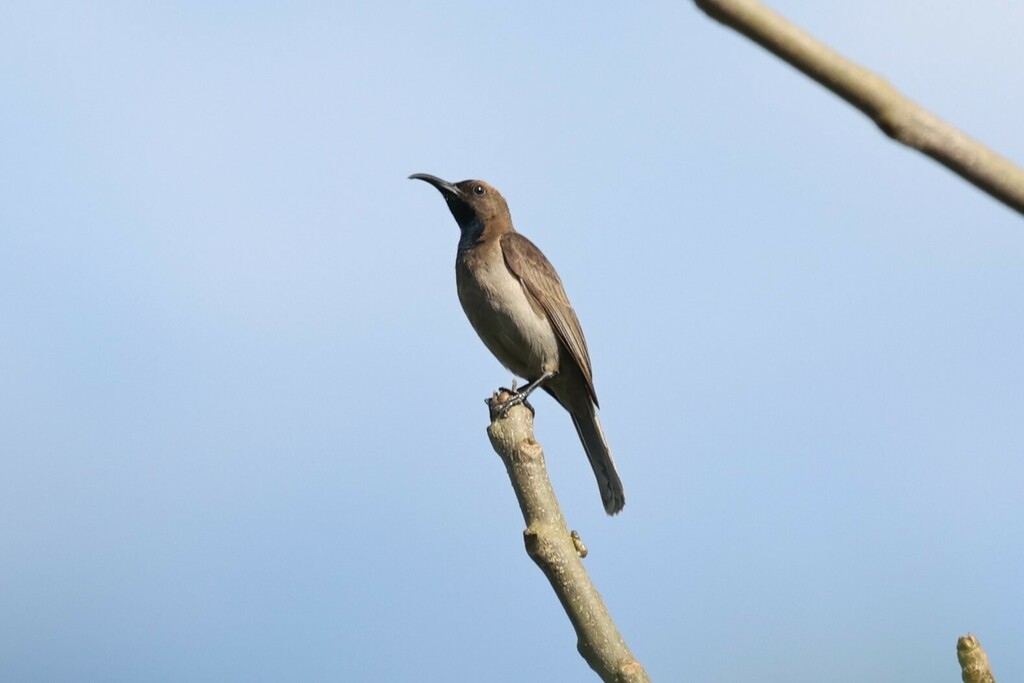 Blue-throated Brown Sunbird