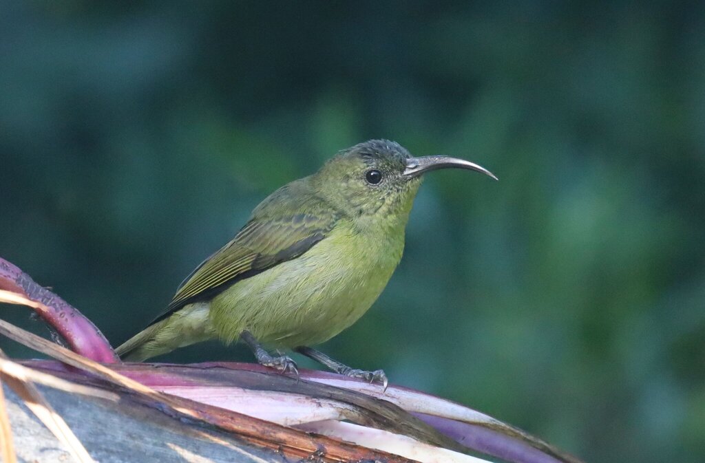Olive Sunbird