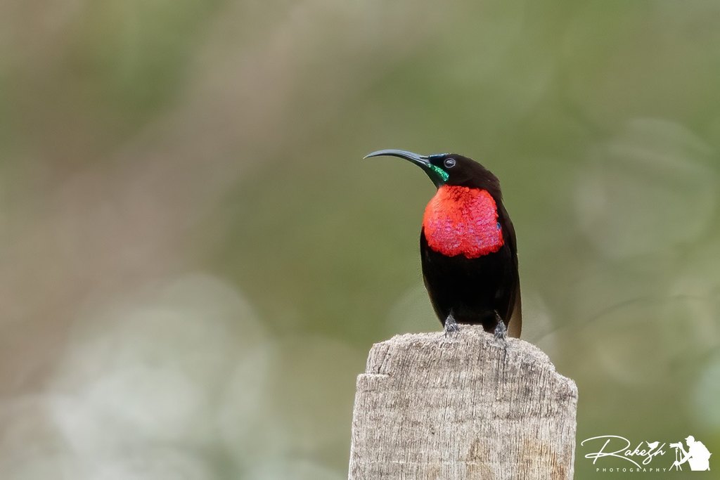 Scarlet-chested Sunbird