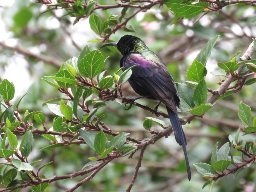 Tacazze Sunbird