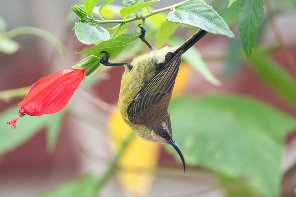 Bronze Sunbird