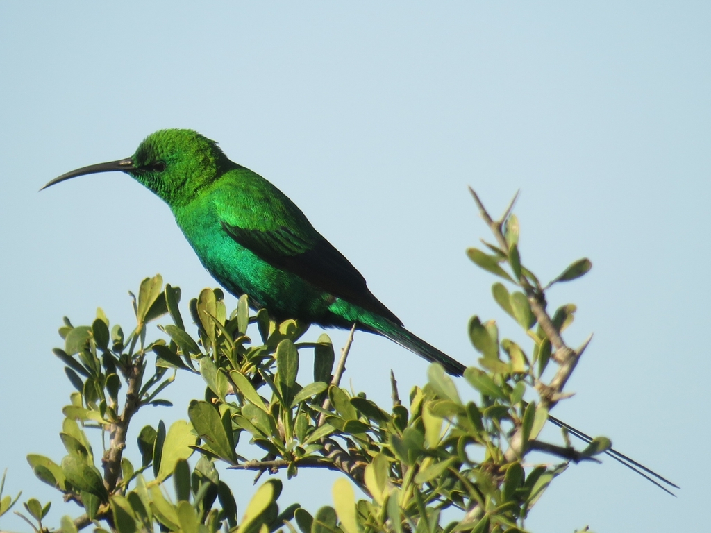 Malachite Sunbird