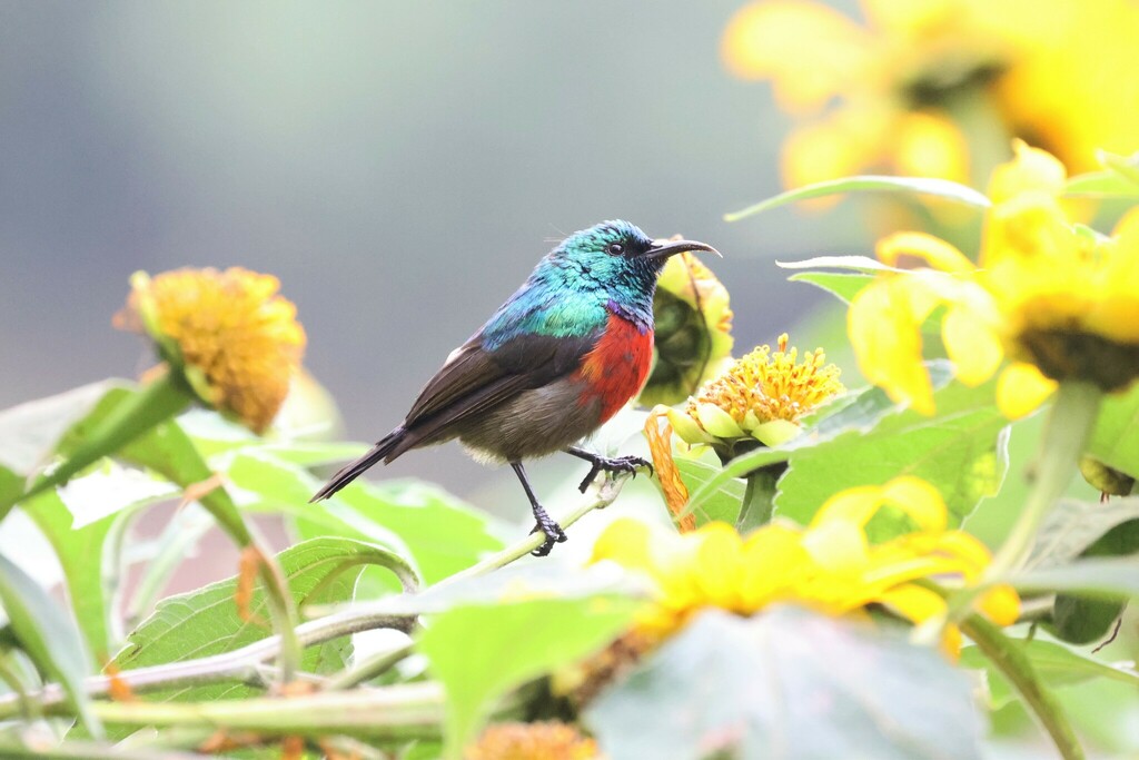 Northern Double-collared Sunbird