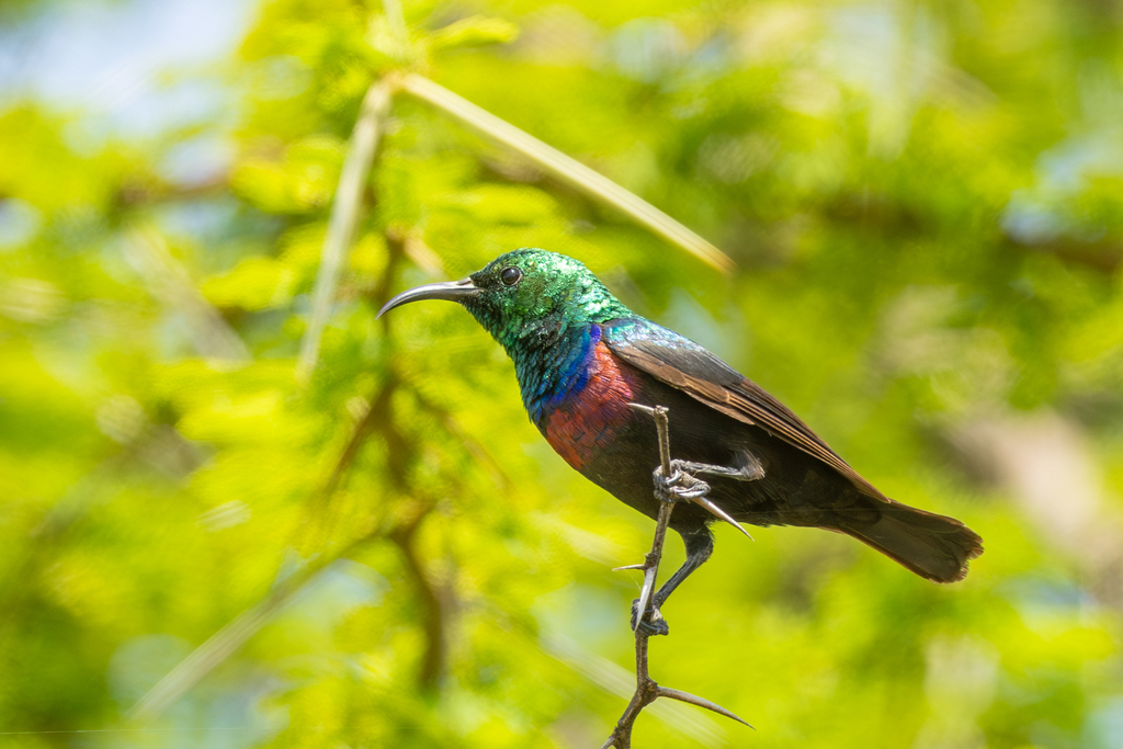 Marico Sunbird