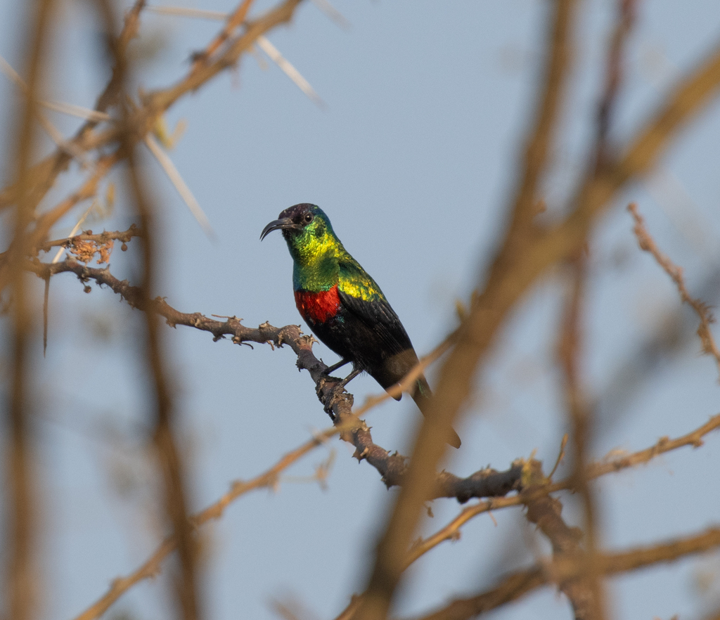 Abyssinian Sunbird