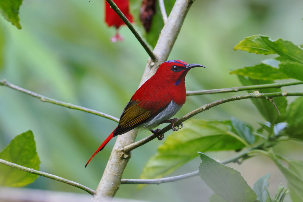 Temminck’s Sunbird