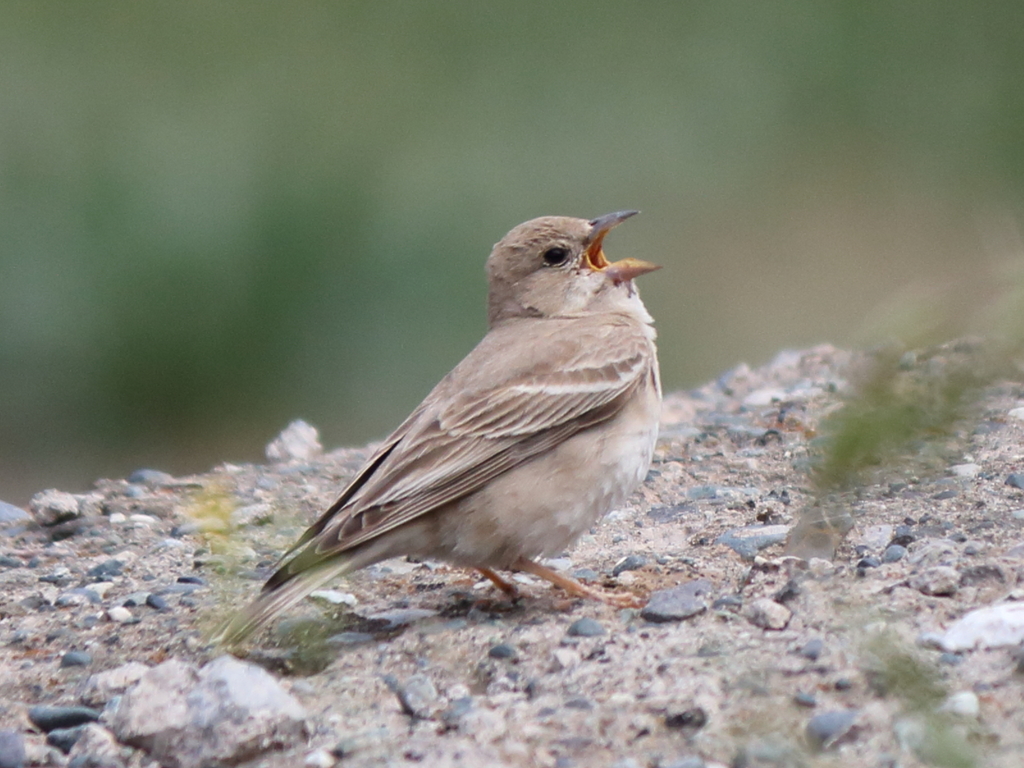 Pale Rockfinch