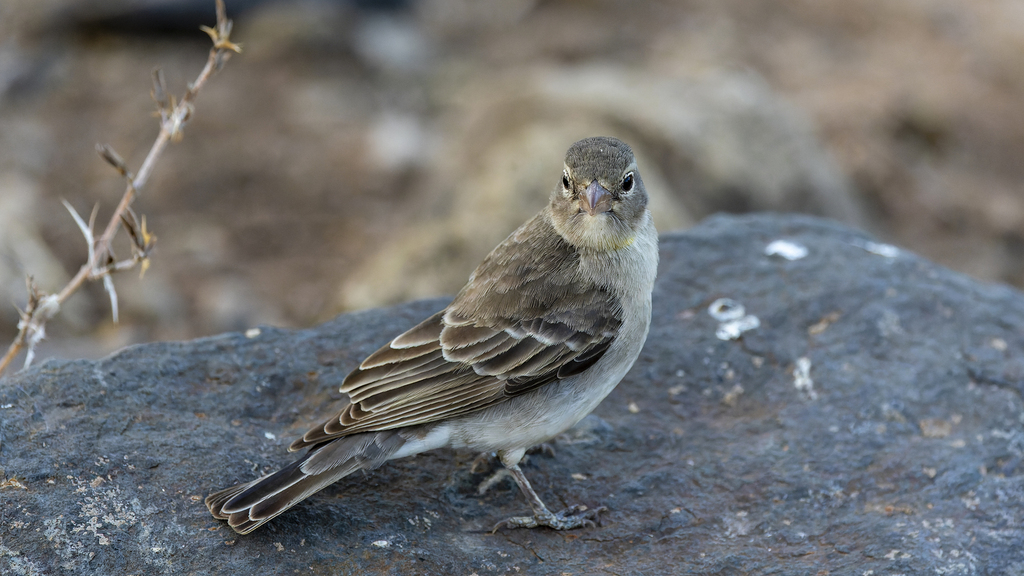 Yellow-spotted Bush Sparrow