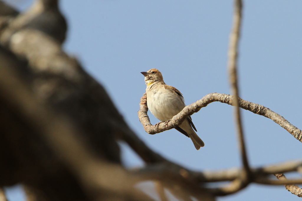 Sahel Bush Sparrow