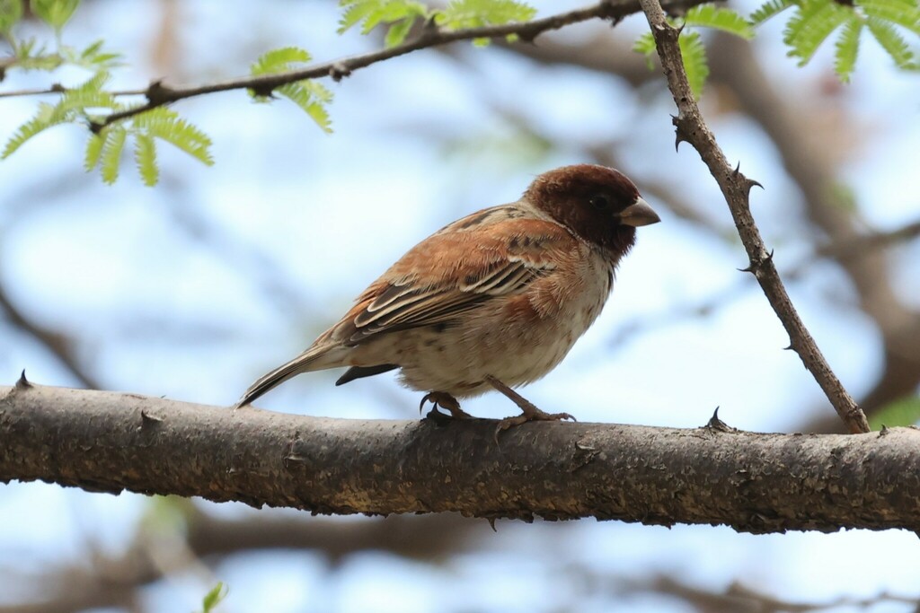 Chestnut Sparrow