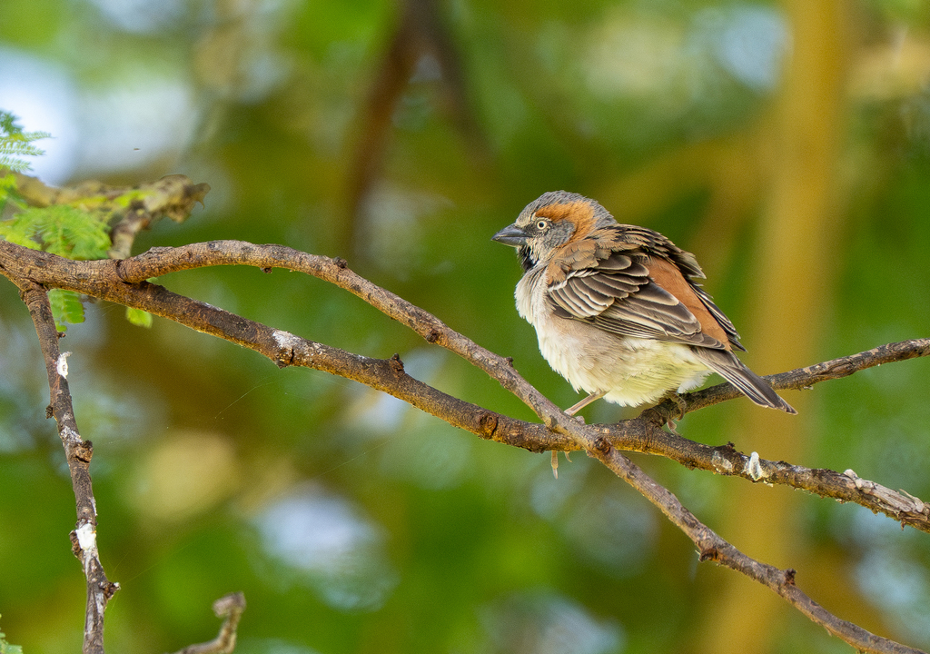 Kenya Sparrow