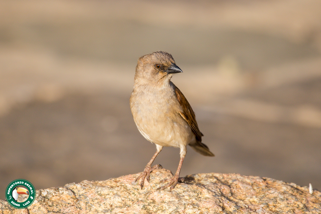 Northern Grey-headed Sparrow