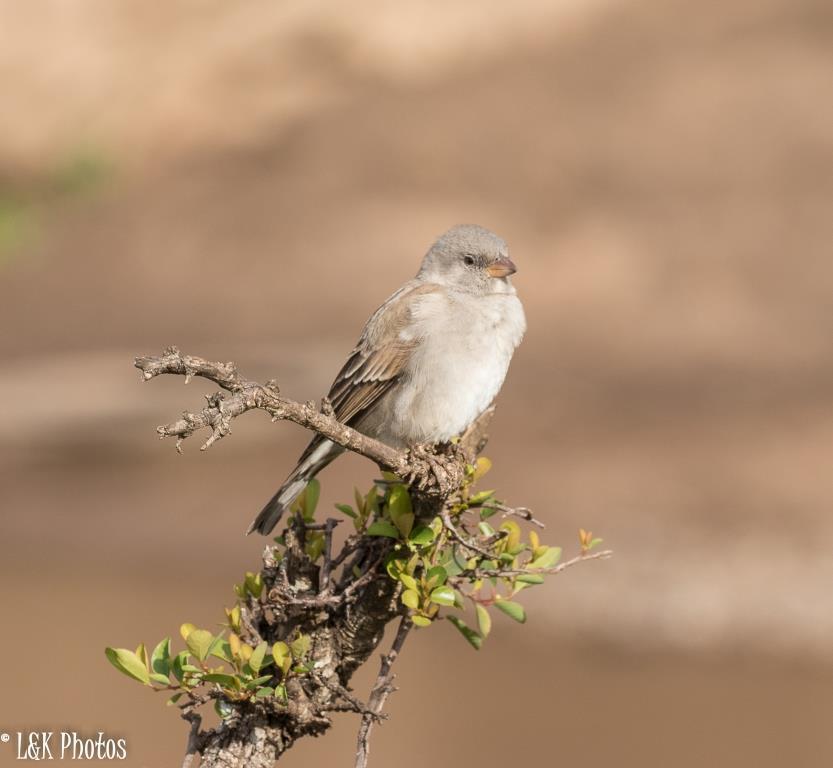 Swahili Sparrow