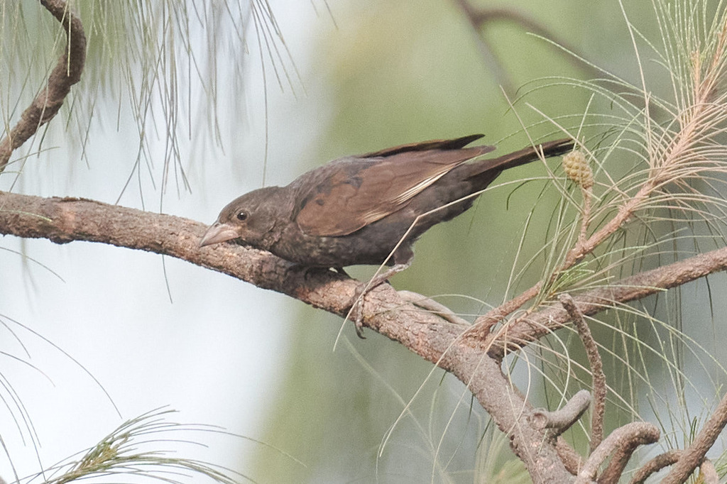 White-billed Buffalo Weaver