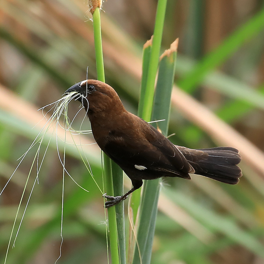 Thick-billed Weaver
