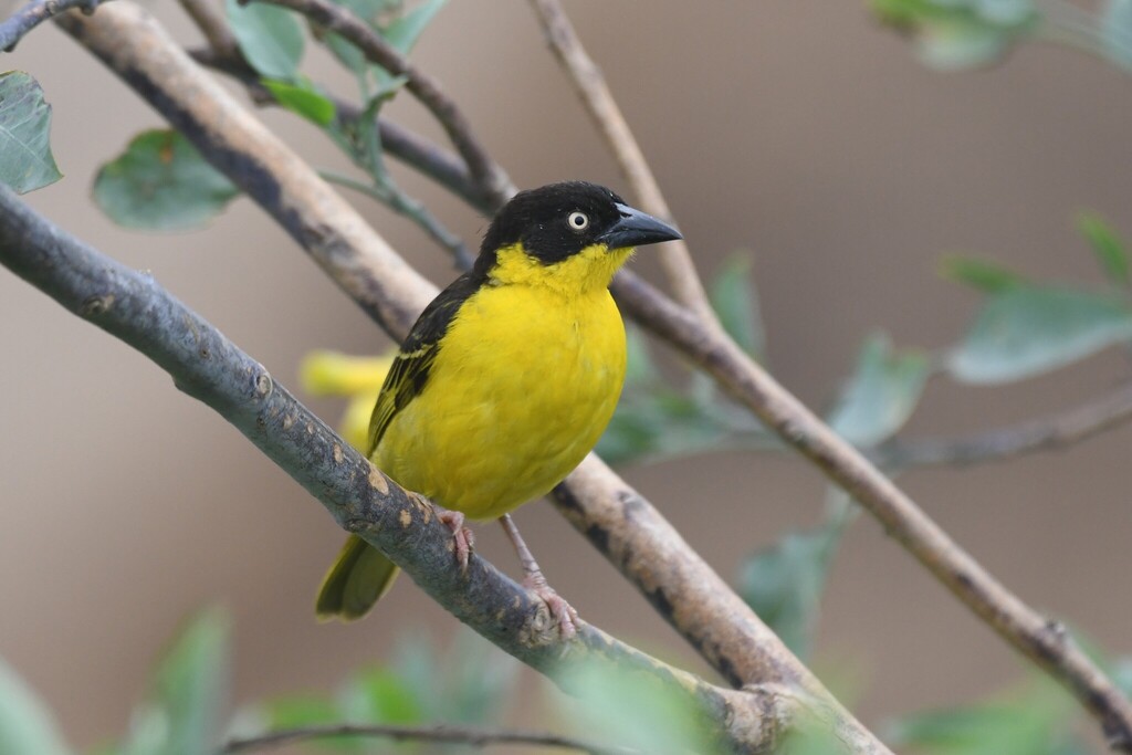 Baglafecht Weaver