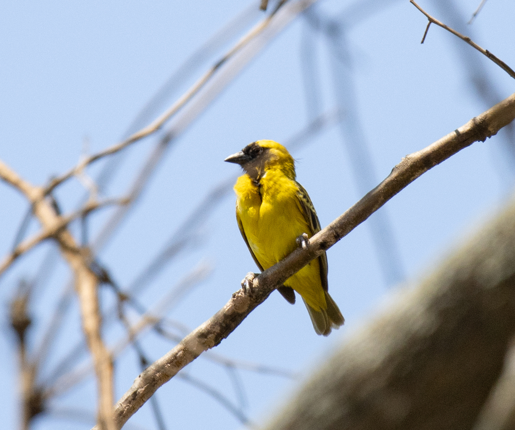 Little Weaver