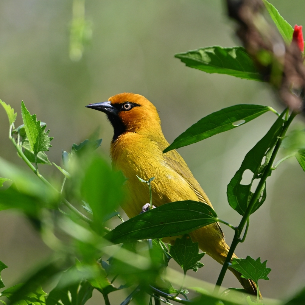 Spectacled Weaver