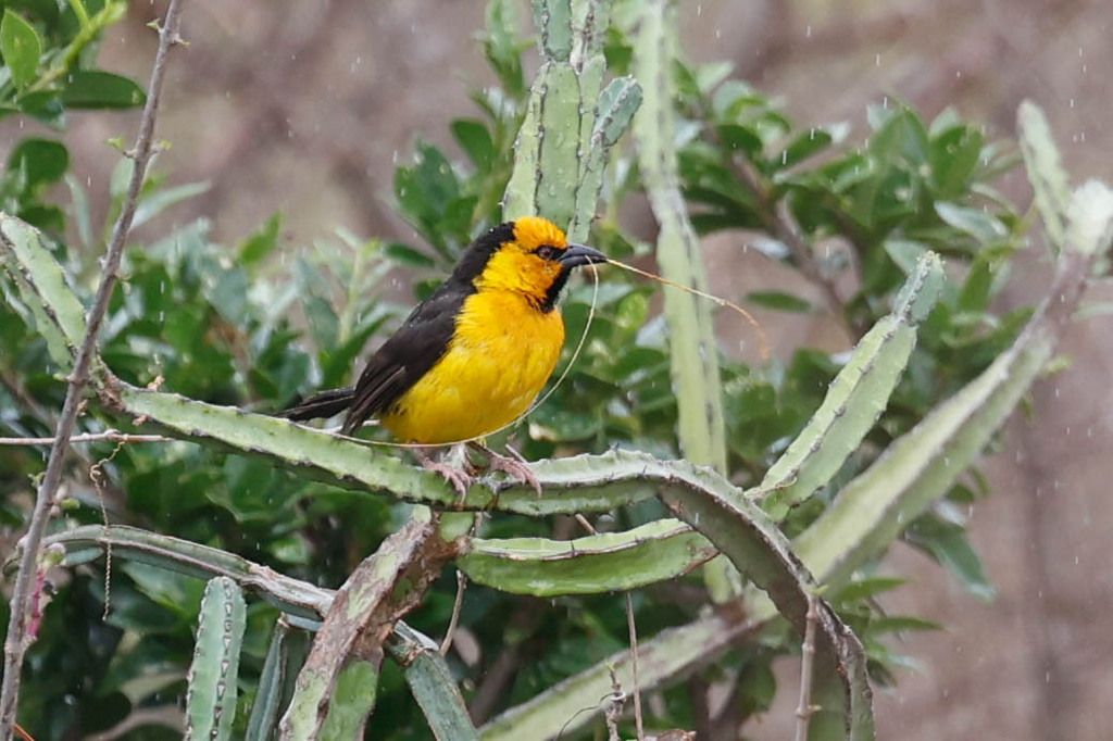 Black-necked Weaver