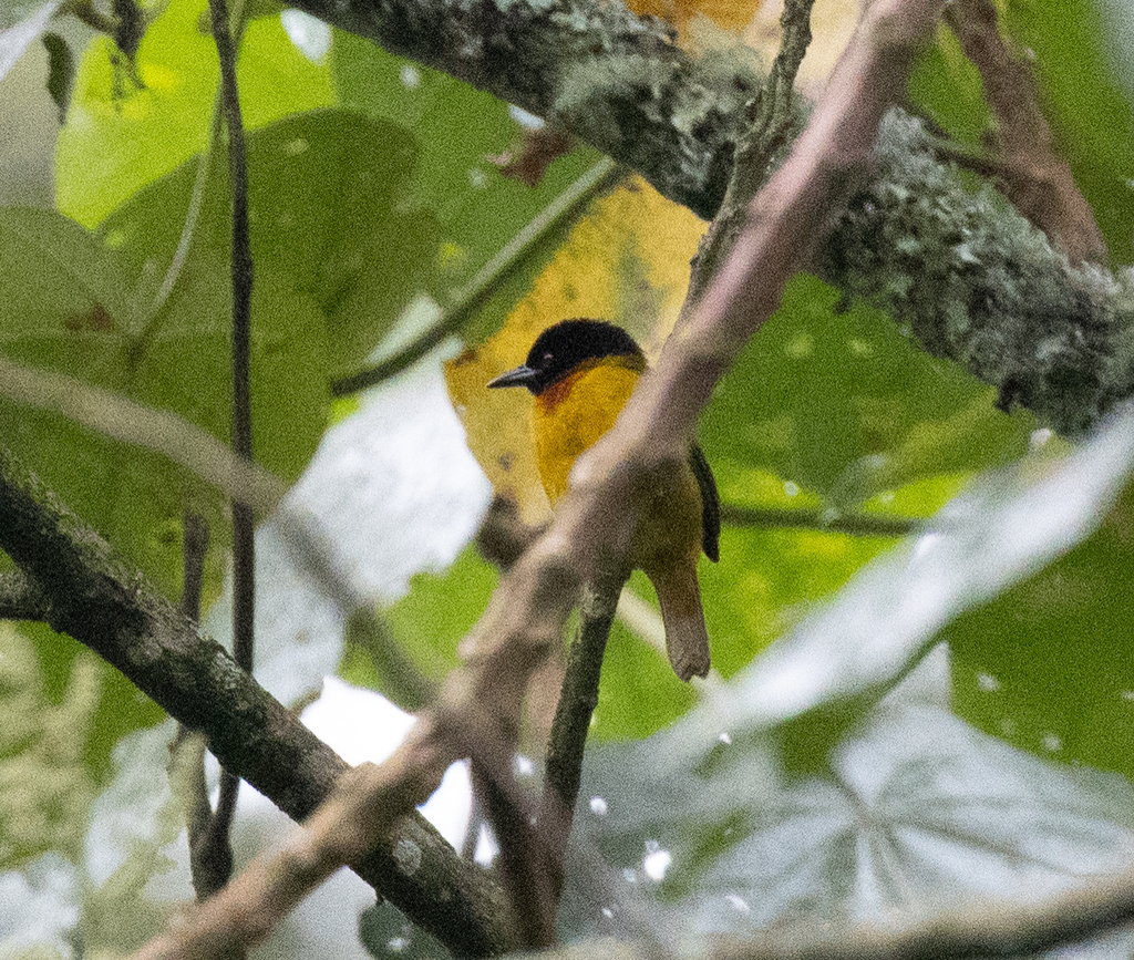 Strange Weaver