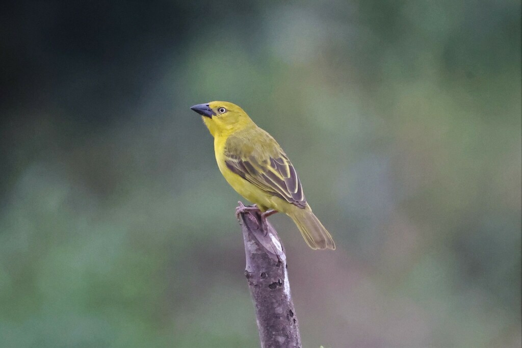 Holub’s Golden Weaver