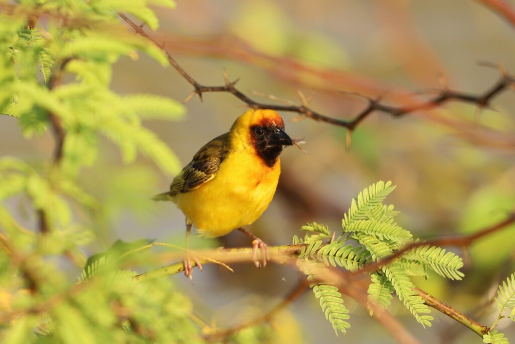 Northern Masked Weaver